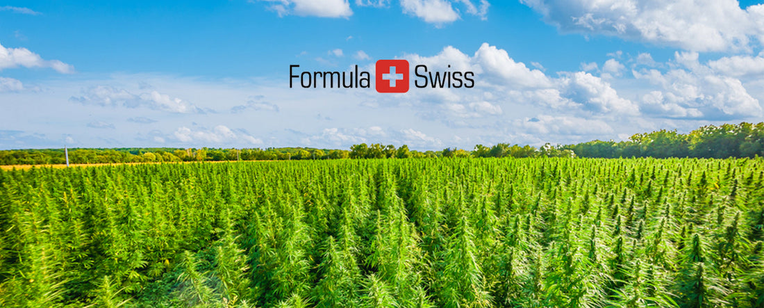 How Industrial Hemp Reduces CO2 Pollution Globally