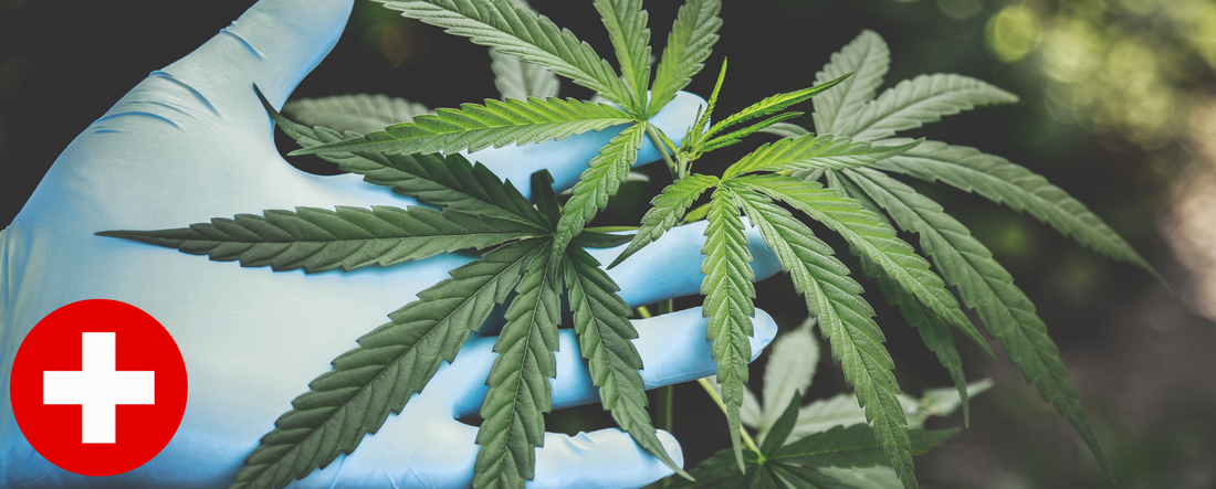 Switzerland Approves Medical Cannabis Production and Export
