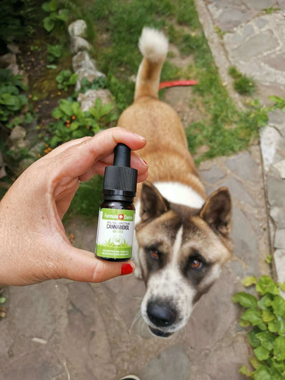 Formule Huile de CBD biologique suisse dans l'huile naturelle